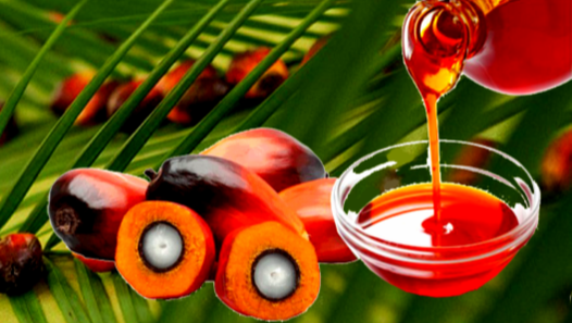 Wada Asia exports crude palm oil